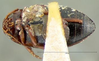 Media type: image;   Entomology 6028 Aspect: habitus ventral view